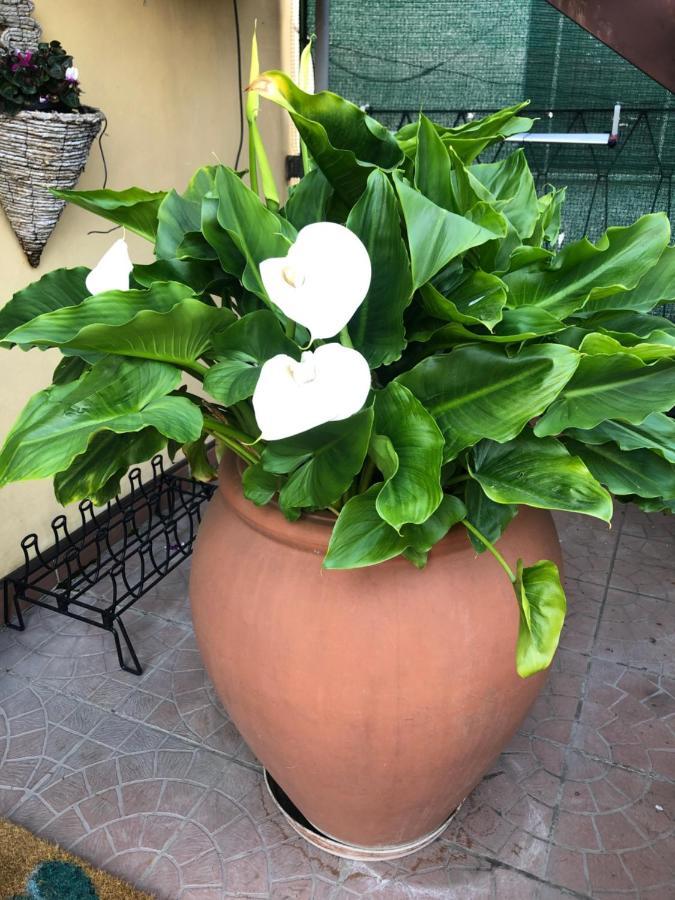 Touristic Apartment "Agata" Sirmione Buitenkant foto